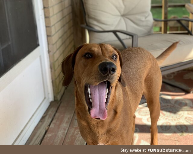 Remy doing a big yawn