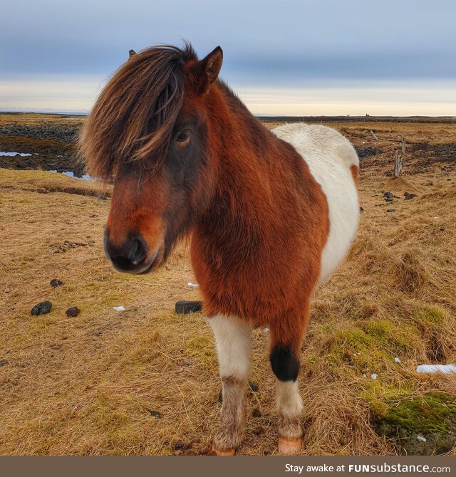 Icelandic horses are so beautiful!