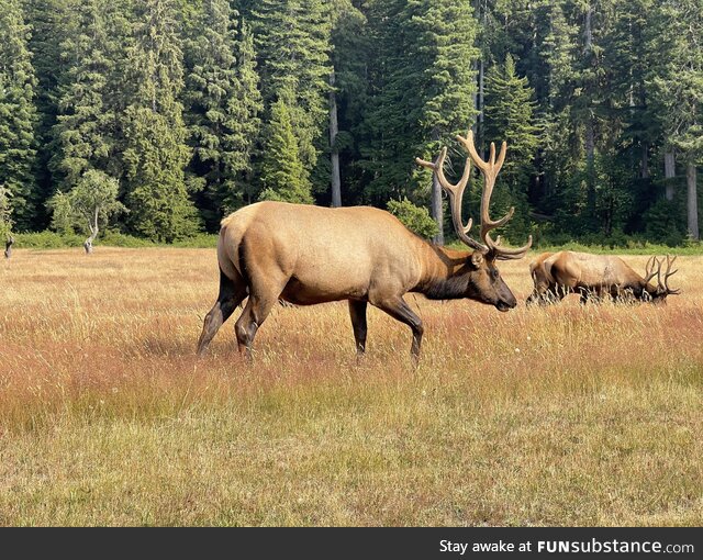 Elk just outside of Redwoods National Park, CA. Cool experience