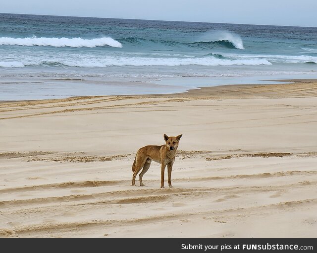 One of the magnificent dingoes (Wongari) of K'Gari (Fraser Island, Queensland, Australia)