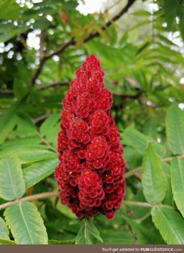 Red pine cone