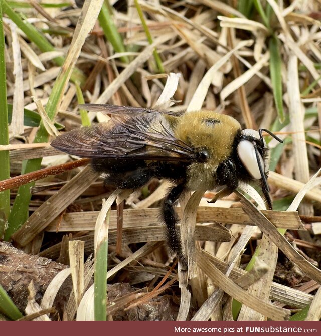 Carpenter bee in the backyard