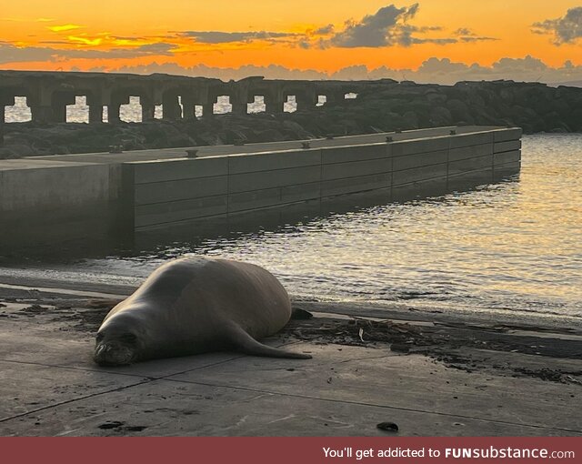 Monk Seal resting in Lahaina Harbor