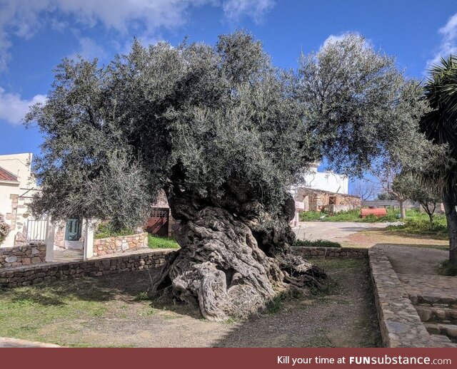 World’s oldest olive tree (possibly) that still produces olives (Crete, Greece)