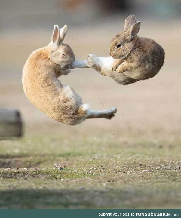 Everybunny was kung fu fighting 