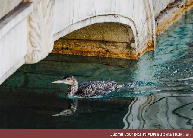 The rare Yellow-Billed Loon that's taken up residence at the Bellagio fountain in Las