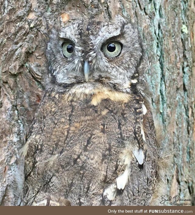 Owl camouflaging