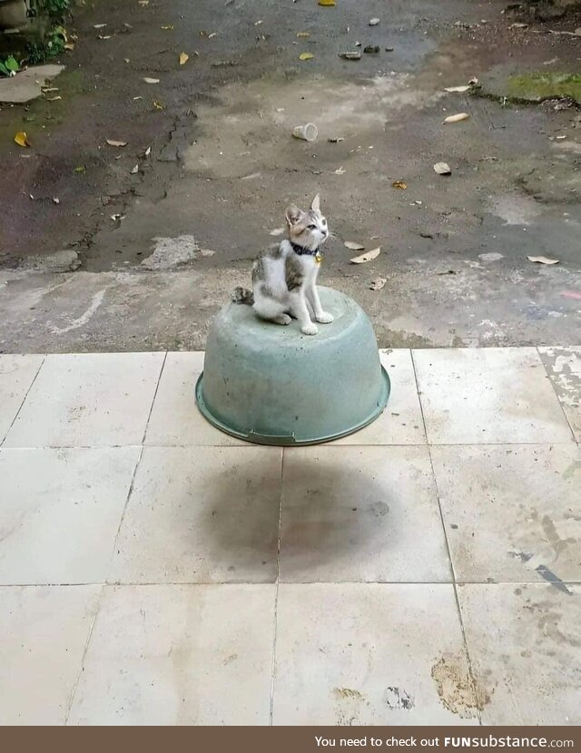 Cat floating on a bucket