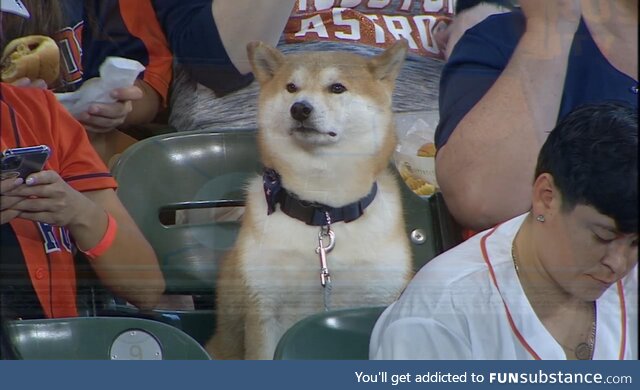 This good boy acts better than 95 percent of people who attend professional sporting