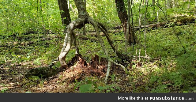 This tree grew around a stump, then the stump rotted away