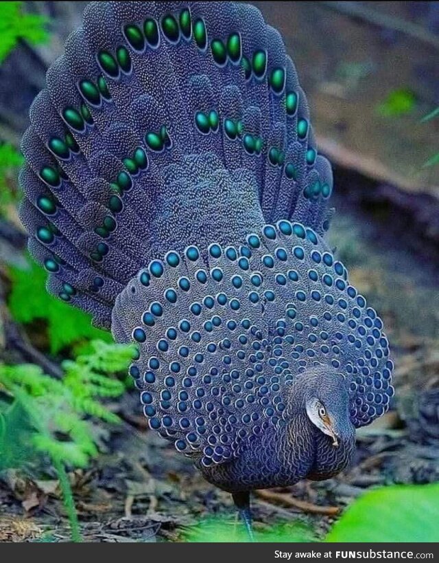 Grey Peacock Pheasant (Polyplectron bicalcaratum)