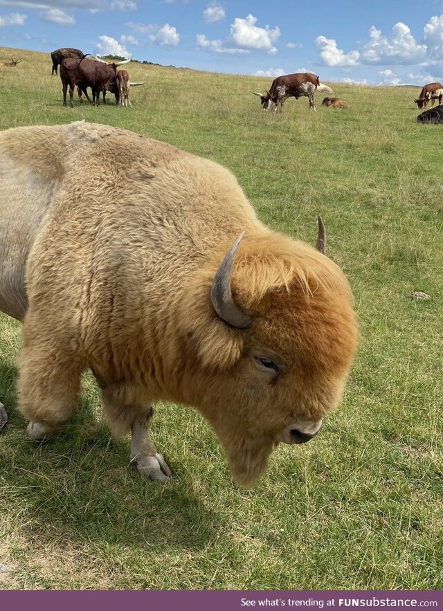 Met this majestic golden Buffalo yesterday