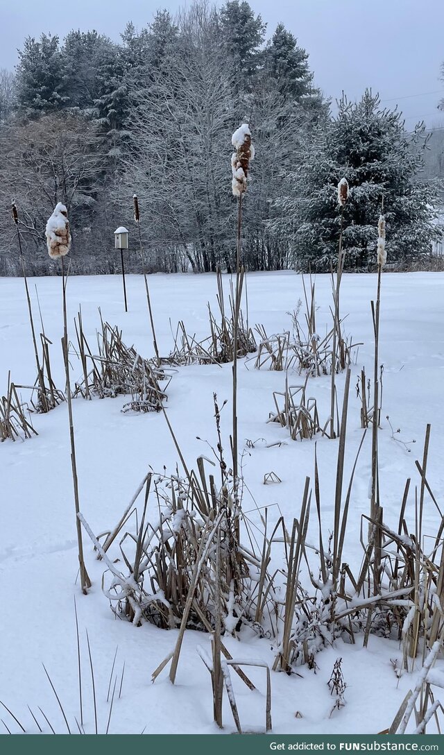 Bird nest in the cattails