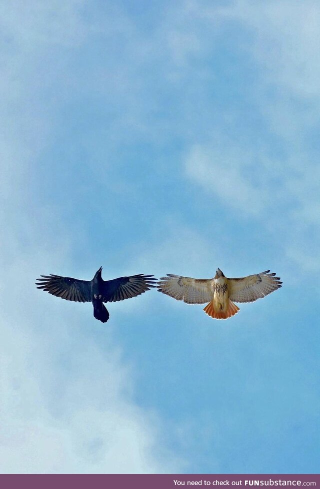 Raven escorts a red-tailed hawk out of its territory. Spirit Hawk Photography on FB