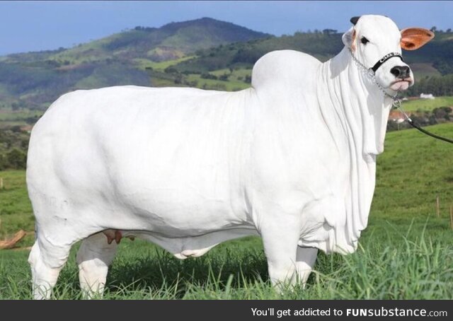 The world’s most expensive cow