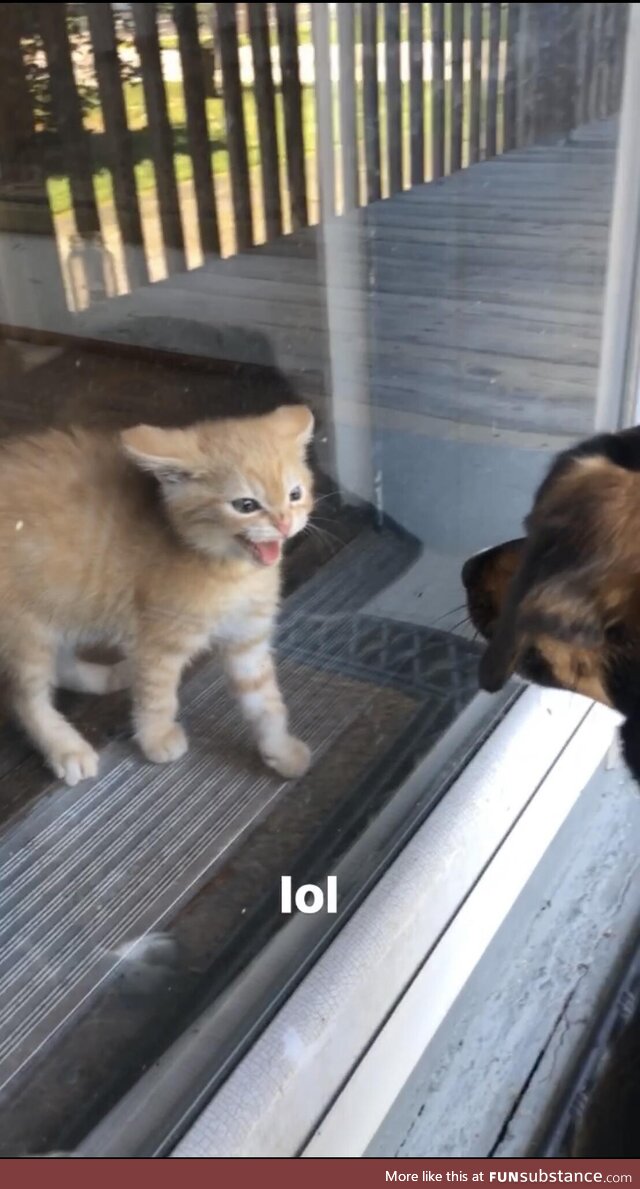 Our dog meeting our new kitty for the first time