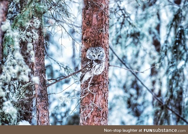 Boreal owl - fairbanks, alaska (oc)