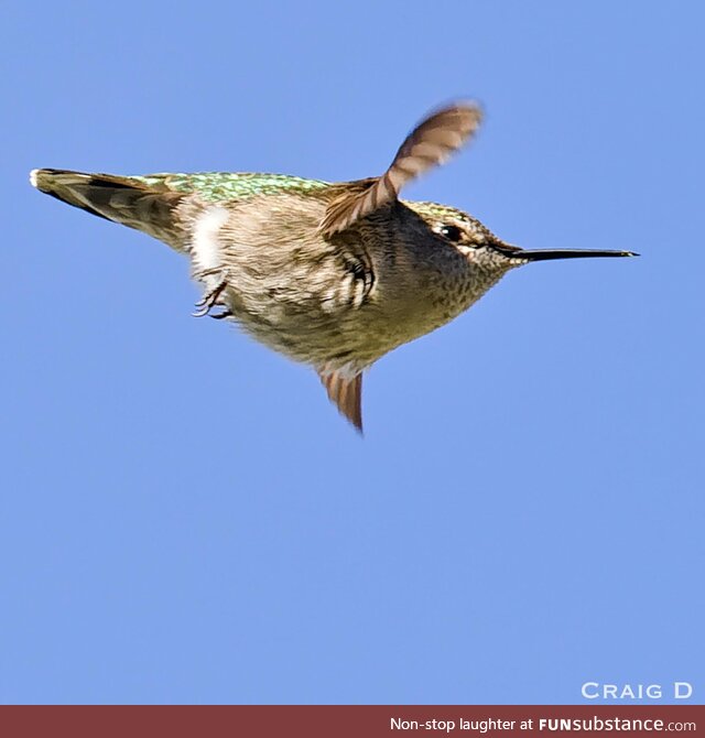 Anna’s Hummingbird in flight [oc]