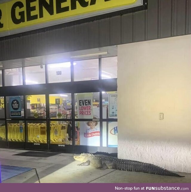 Alligator found patiently waiting for Dollar General to open (Louisiana)