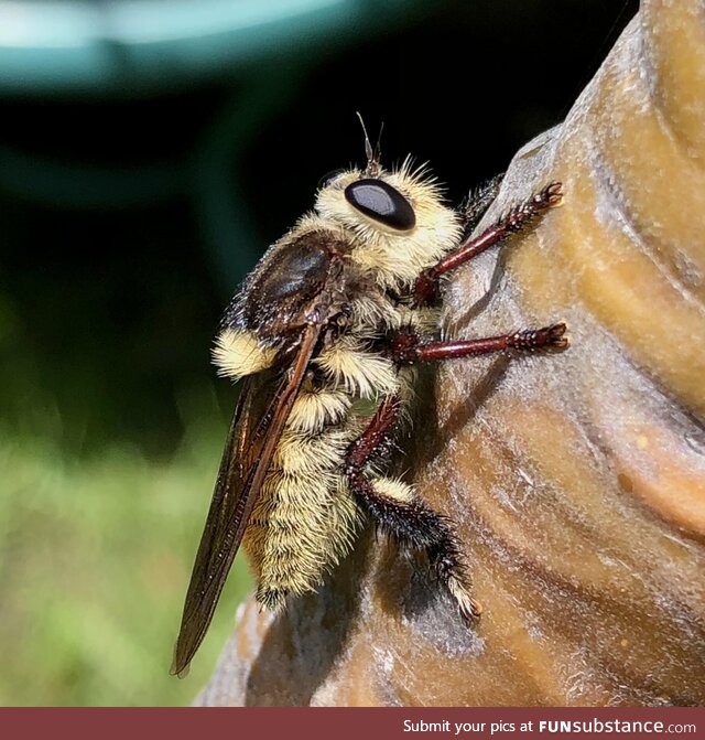 [OC] Fuzzy Buzzy, carnivorous Robber fly in my yard