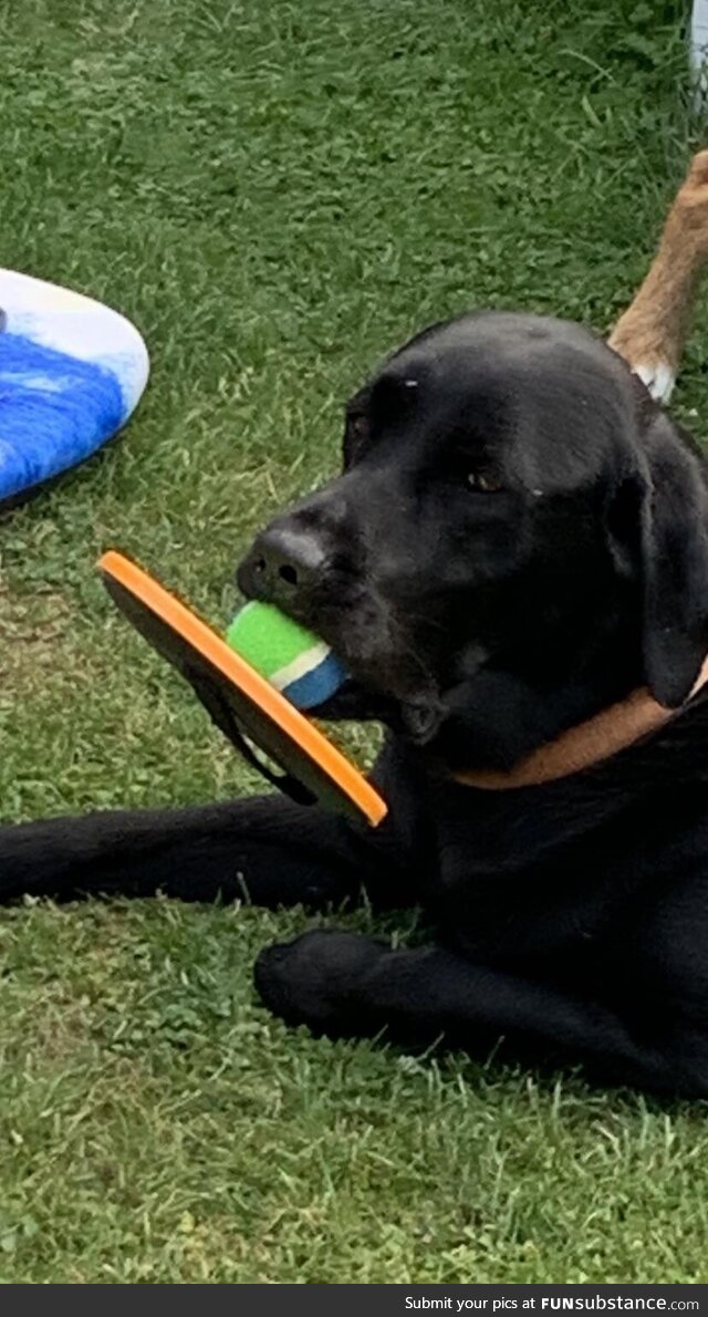 My dog is very devoted to his tennis ball