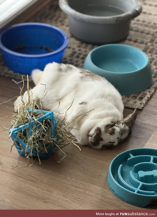 Tired bunny