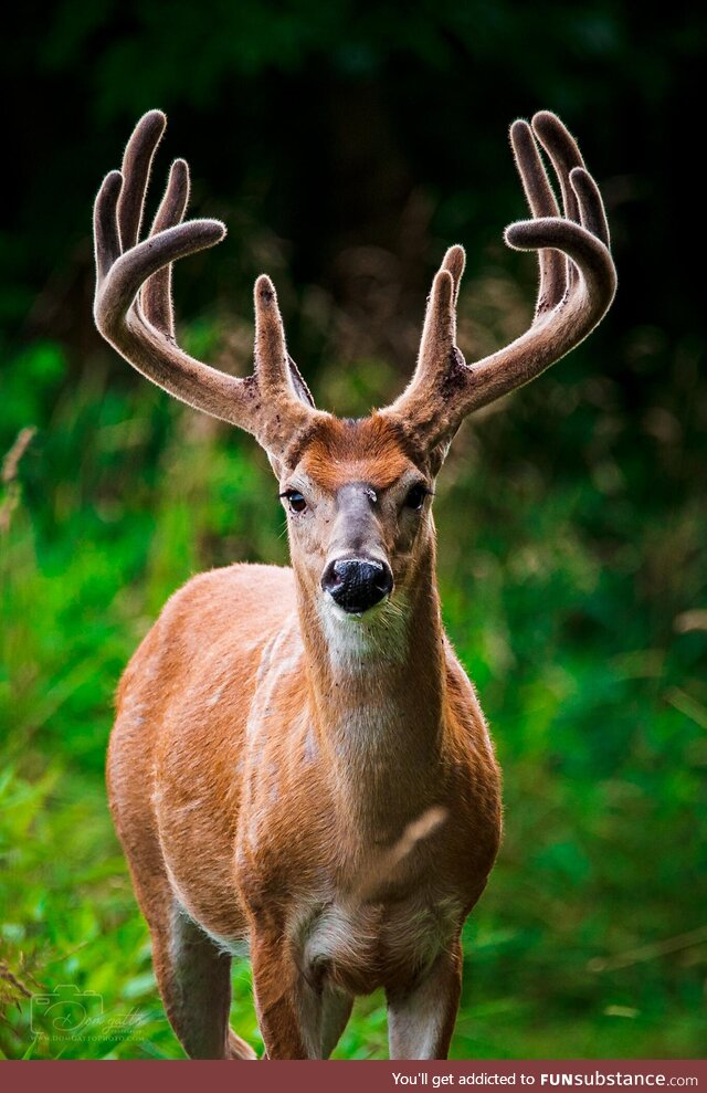 [OC] Photographed a whitetail buck at the peak of his velvet growth