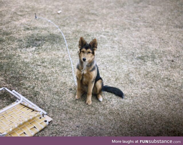 [OC] Found an old pic of my family dog Meg. German Shepard/Husky/Gray Wolf mix