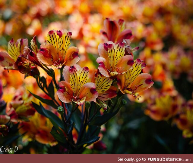 Alstroemeria 'Summer Breeze' [oc]