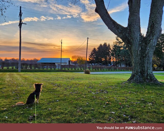 Our rescue pup Wallace enjoying a gorgeous sunrise