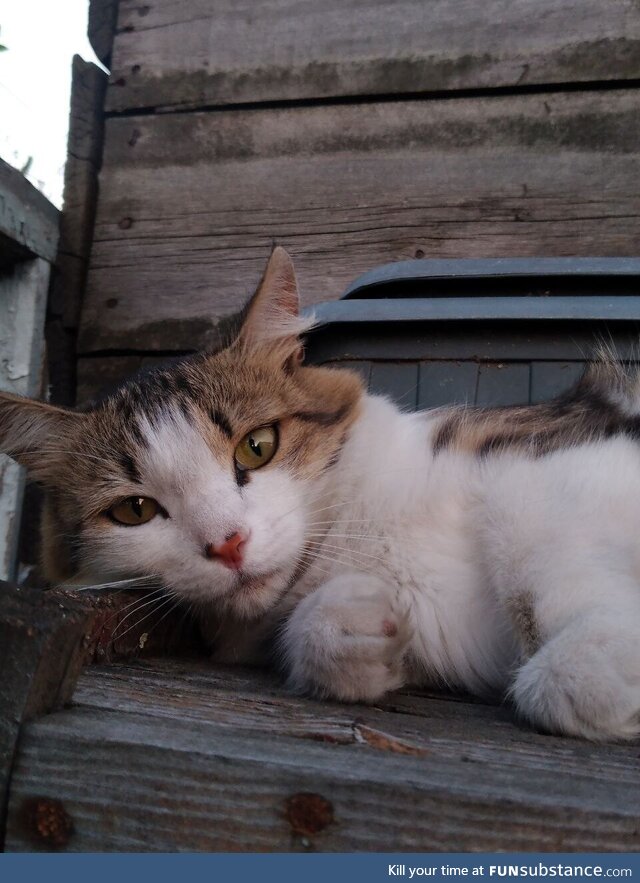 The cat lay down to rest in my grandmother's yard