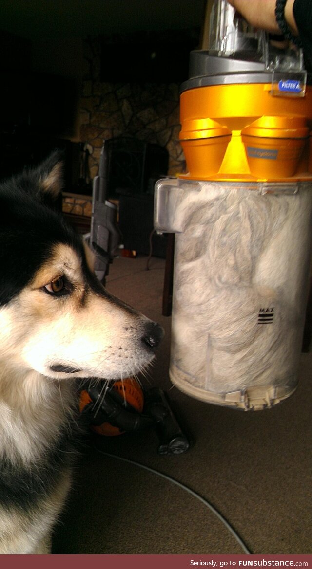 My fluffy dude examining his yield (that's vacuumed from one side of his body) [OC]