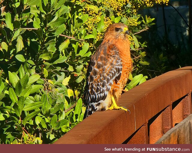 (OC) Hawk I saw at my work