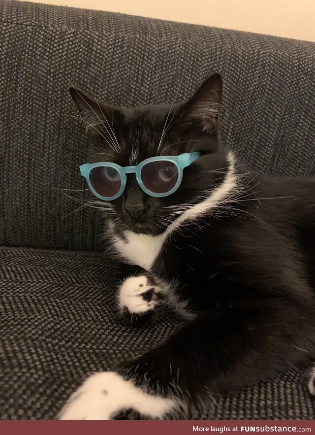 My cat wears glasses