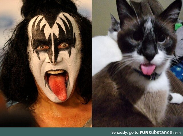 My cat doing his best Gene Simmons expression