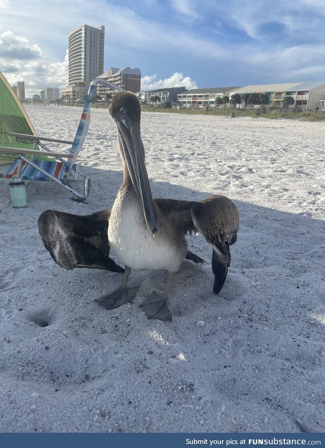 [OC] This guy walked right up to my wife at the beach and started flexing