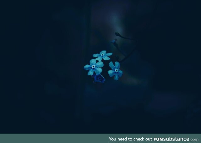 Tiny blue flower