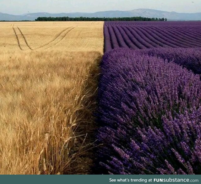 Wheat field right next to a lavender field