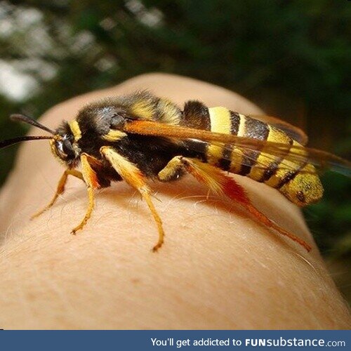 The hornet moth, a completely harmless moth that looks just like a hornet