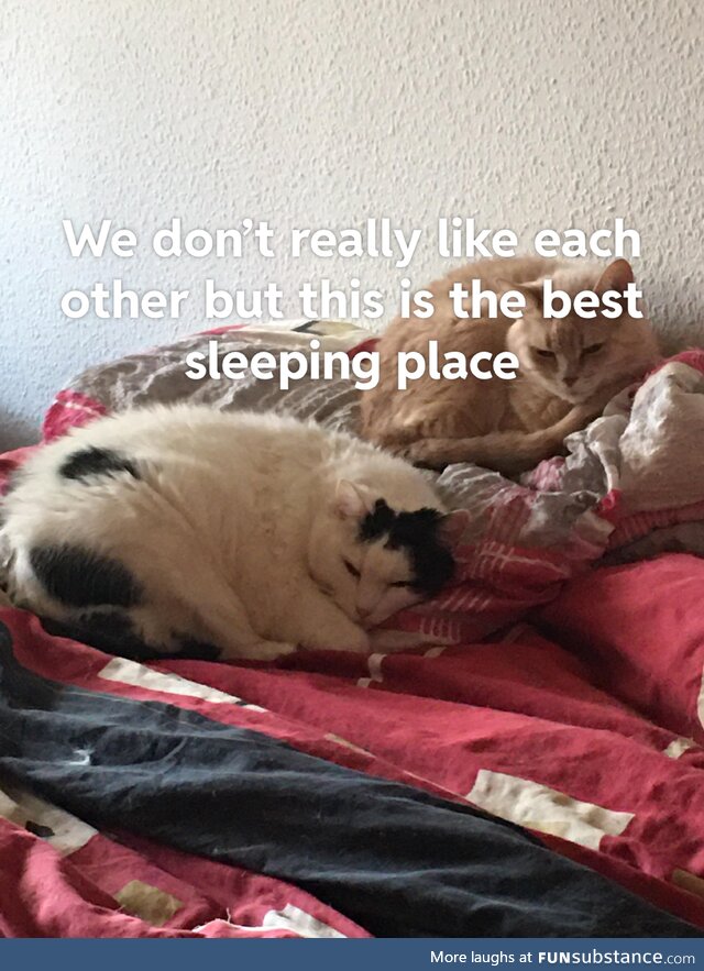 Sleeping our best hobby
