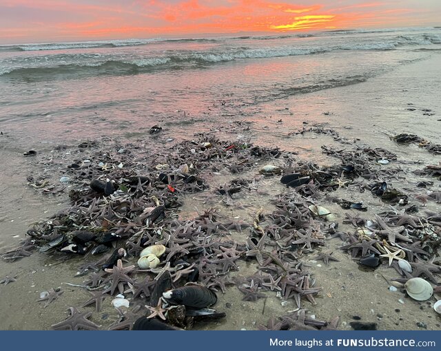 Drifts of sea stars, mussels, and clams after the swell in California a few weeks back