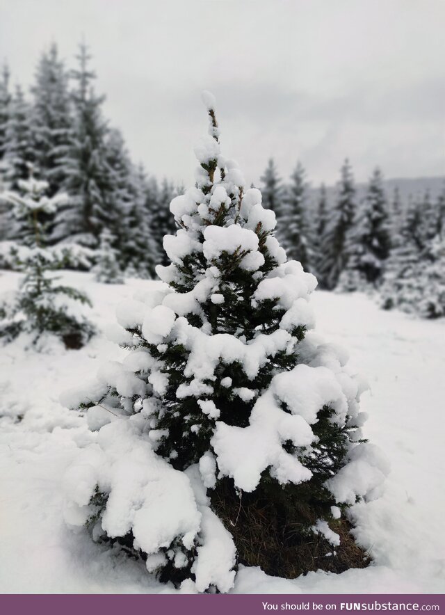 The snow looks extra fluffy today