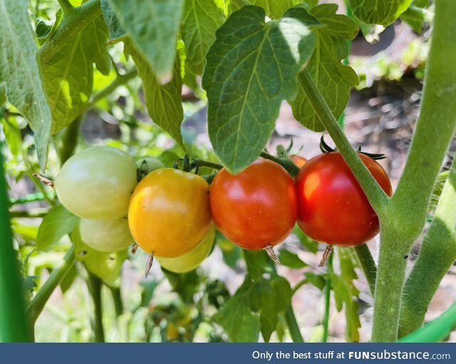 Summer tomatoes