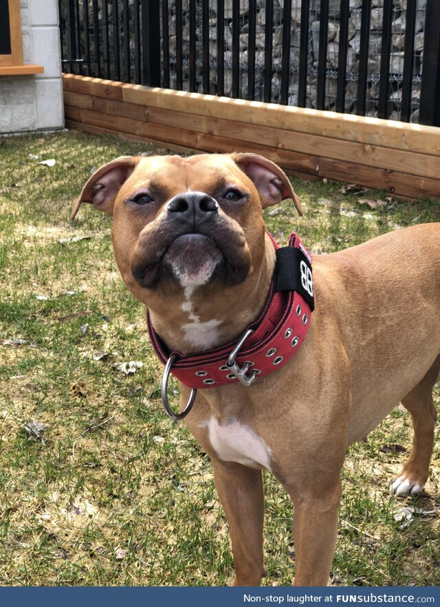 Anyone who has a boxeboxer mix understands this face