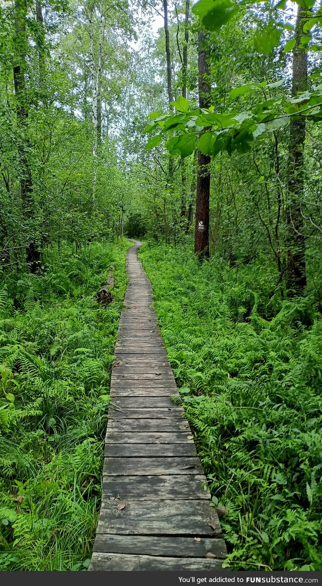 Path in the woods