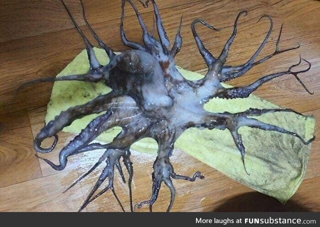 An octopus found in the waters of South Korea with 32 tentacles