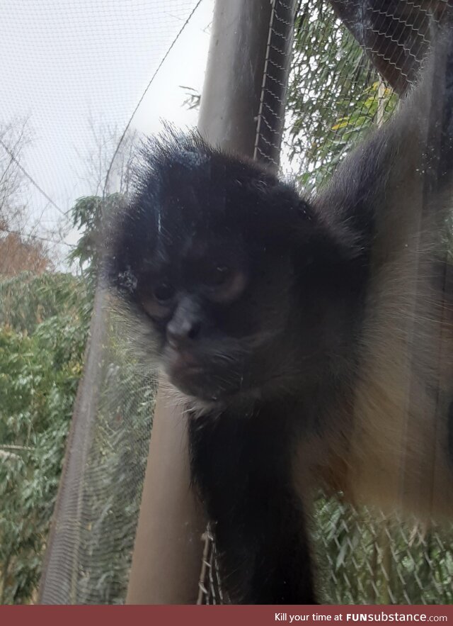 Here is a monkey