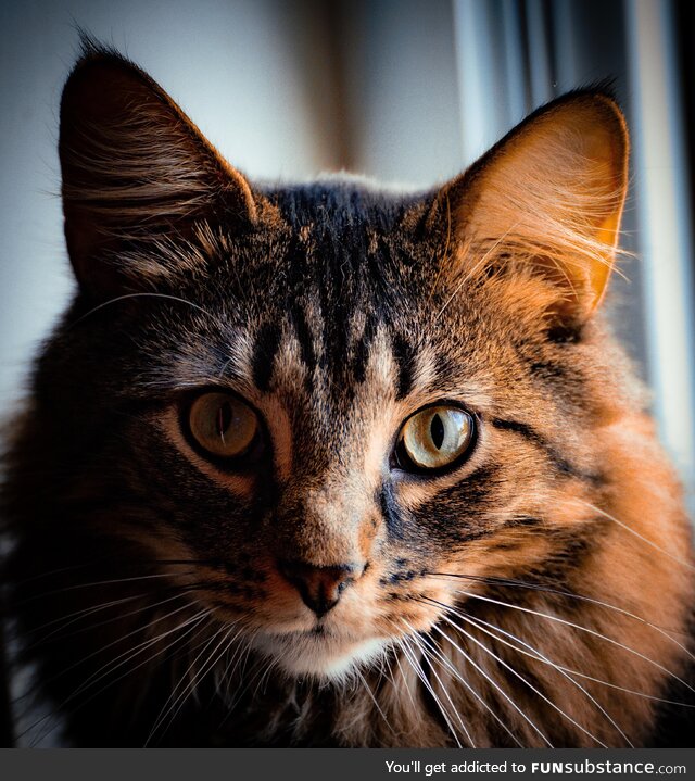 Pepper says hello!