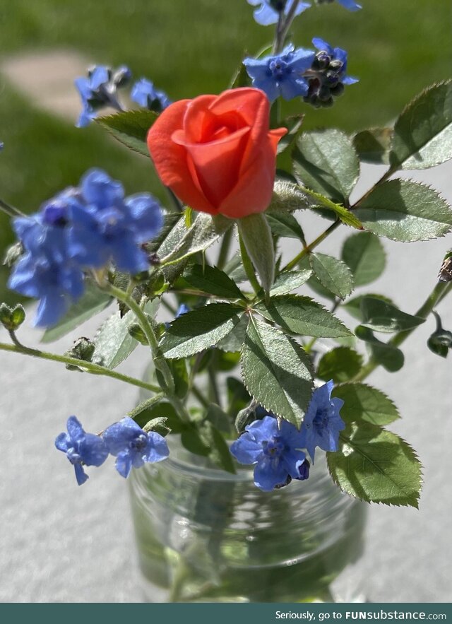 Last Rose of Summer