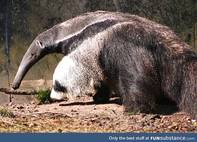 This picture of a giant anteater looks like it has a panda in it